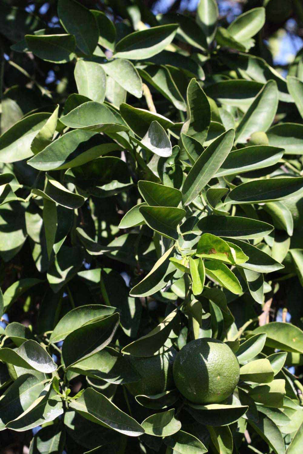              Sun leaves (Winter Haven, FL)       